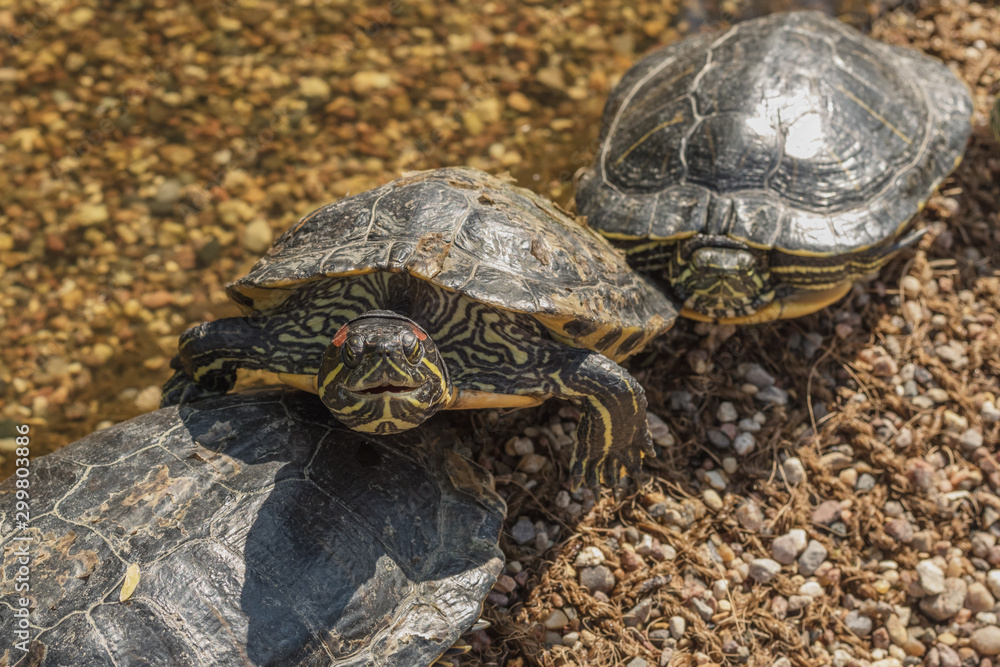 Fototapeta premium Red-eared turtles on the pond basking in the sun