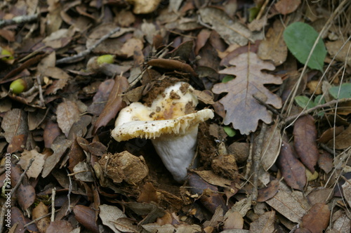 champignon et feuilles mortes 1