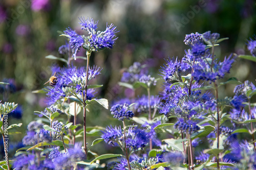 Caryopteris
