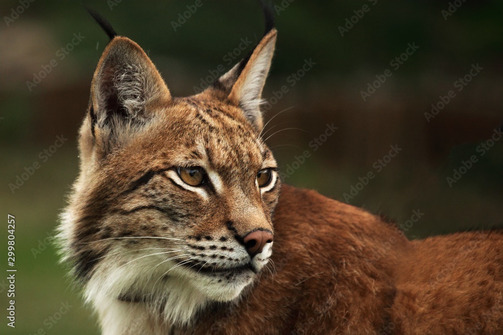The Eurasian lynx (Lynx lynx) staying in front of the forest. Young male with green background. Lynx portrait in morning sun. The Eurasian lynx (Lynx lynx) staying in front of the forest. Young male with green background. Lynx portrait in morning sun.
