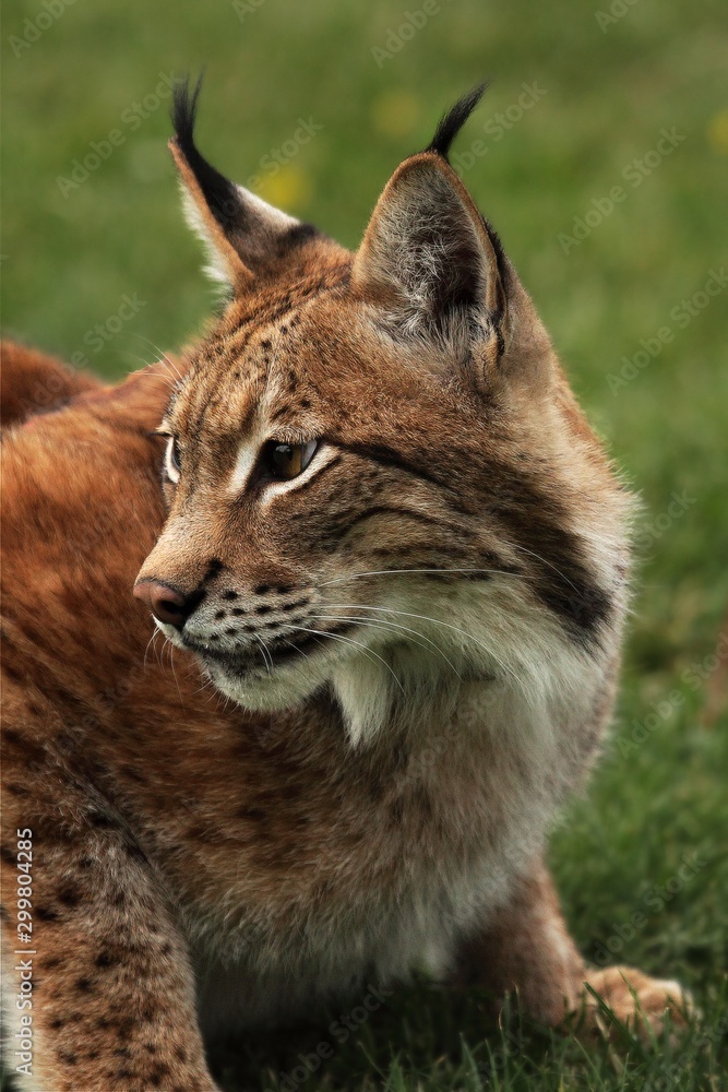 Fototapeta premium The Eurasian lynx (Lynx lynx) staying in front of the forest. Young male with green background. Lynx portrait in morning sun.