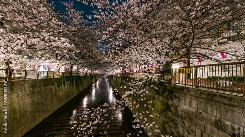 Timelapse Tracking of Cherry Blossoms at Megurogawa at Night in Tokyo, Japan  photo