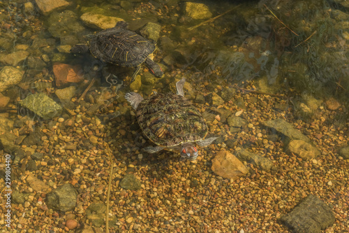 Red-eared turtles swimming in the pond