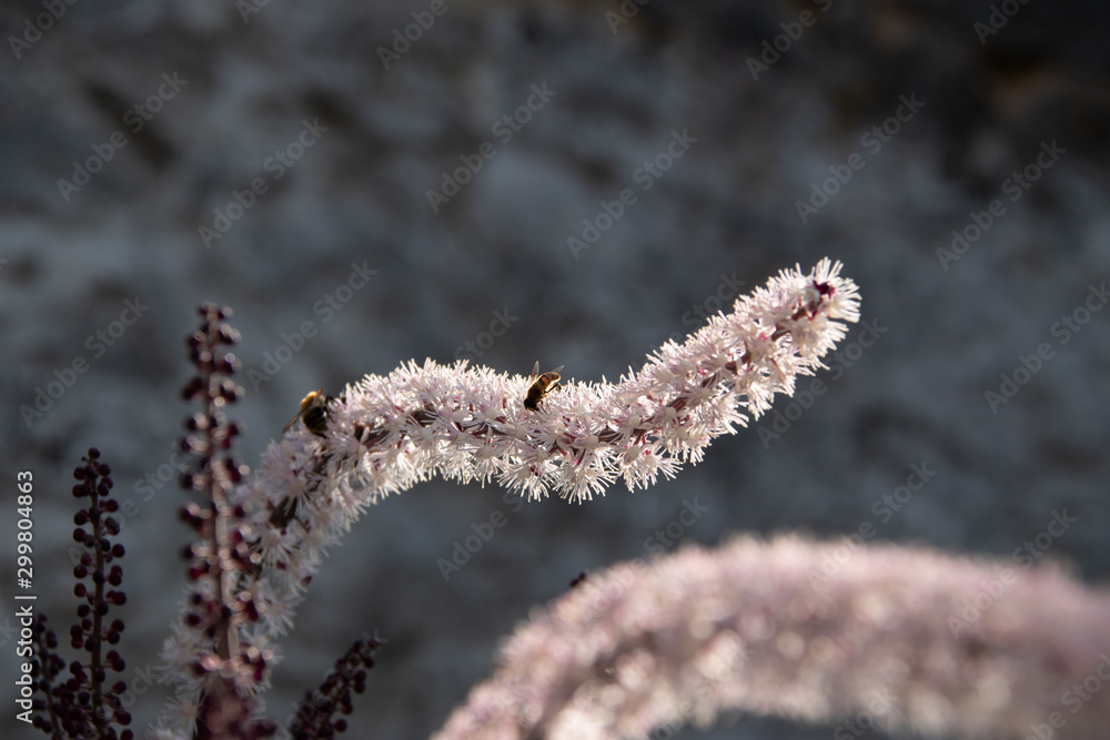 Naklejka premium Cimicifuga