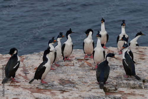 Large group of Imperial Shag (Phalacrocorax atriceps albiventer) on the coast of Bleaker Island on the Falkland Islands