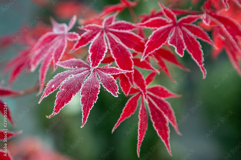 Frosty Japanese Maple Leaves Frosty Japanese Maple Leaves