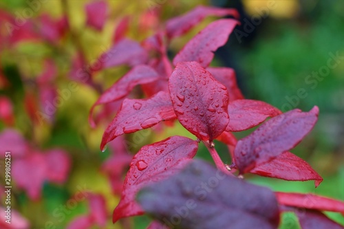autumn red leavs branch in the rain