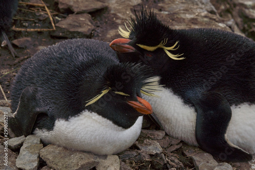 Rockhopper Penguins (Eudyptes chrysocome) at their nesting site on the cliffs of Bleaker Island in the Falkland Islands