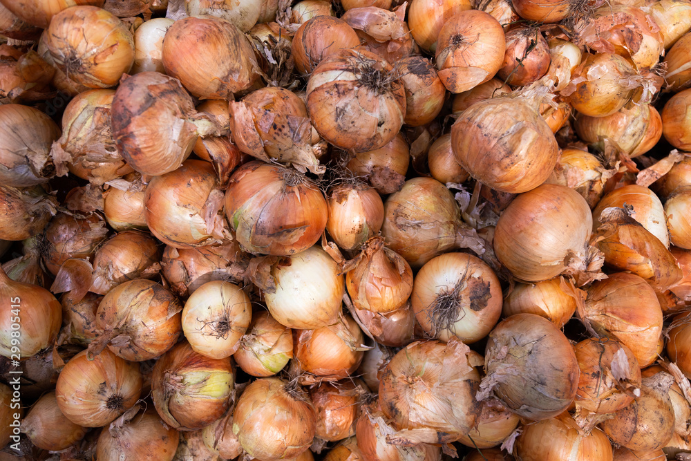 Bunch of organic golden onions shallot in husk, may be used for background or as texture