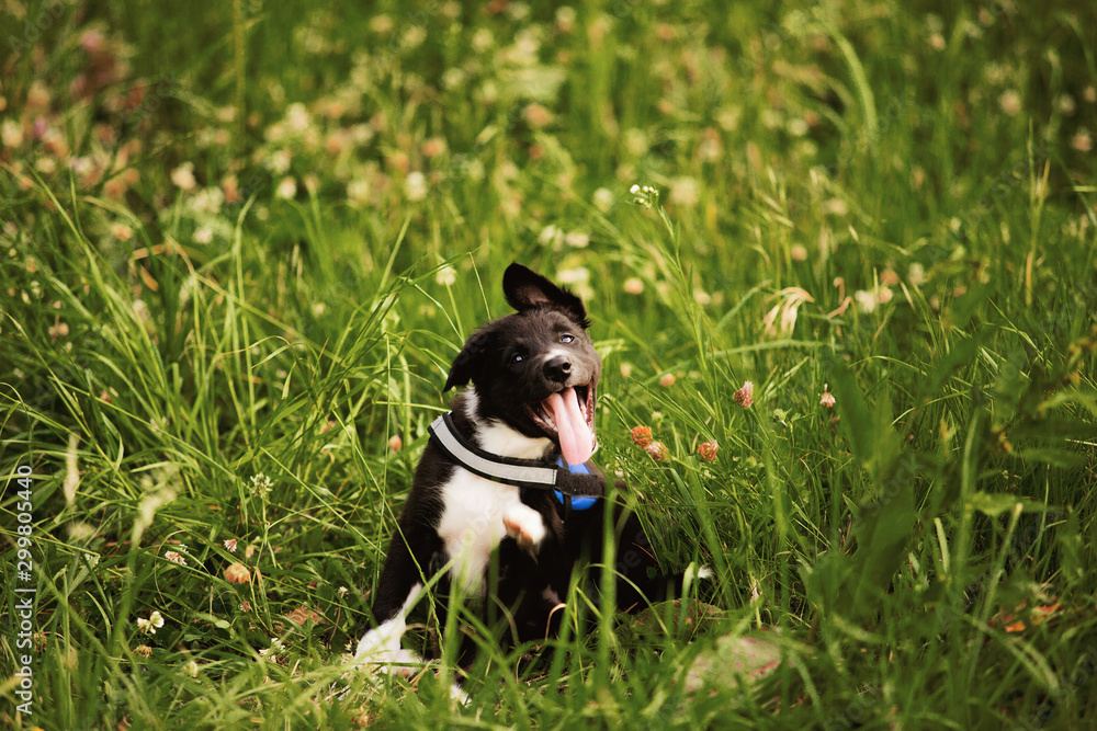 Puppy dog scratching himself in a green grass in a city park. Puppy allergy protection . Puppy dog scratching himself in a green grass in a city park. Puppy allergy protection .