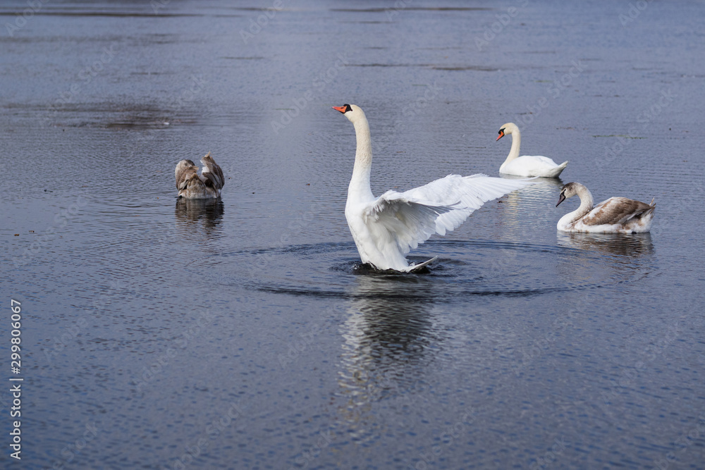 Fototapeta premium Swan family swims on the lake
