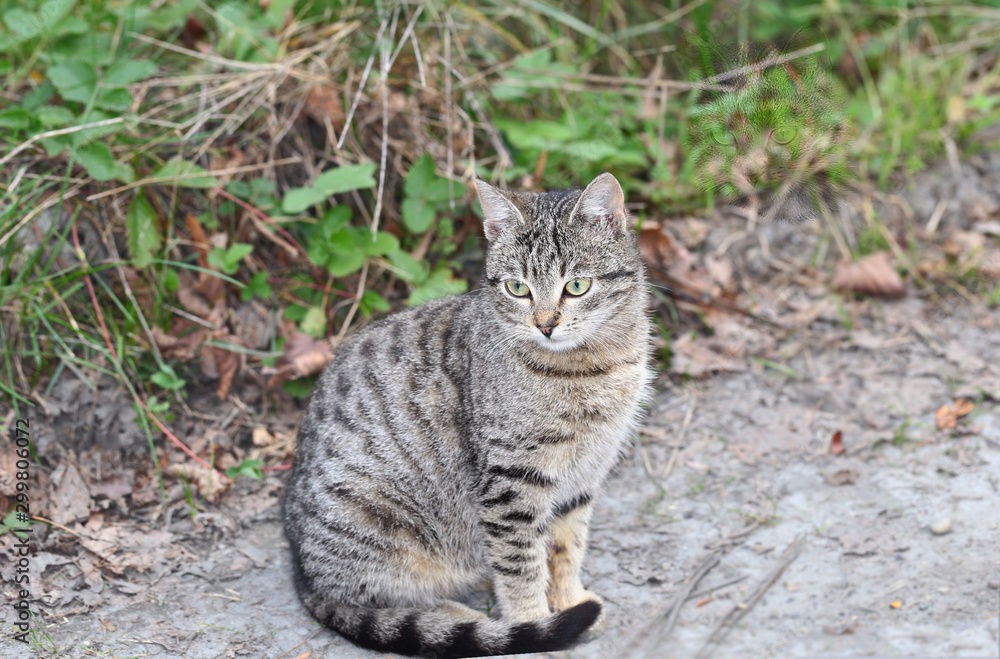 Tender kitten is sitting on the road ... Tender kitten is sitting on the road ...