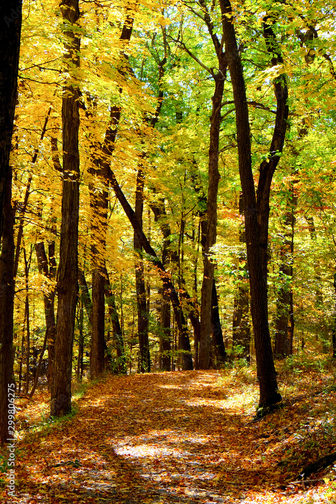 A pathway through a wood in the autumn A pathway through a wood in the autumn