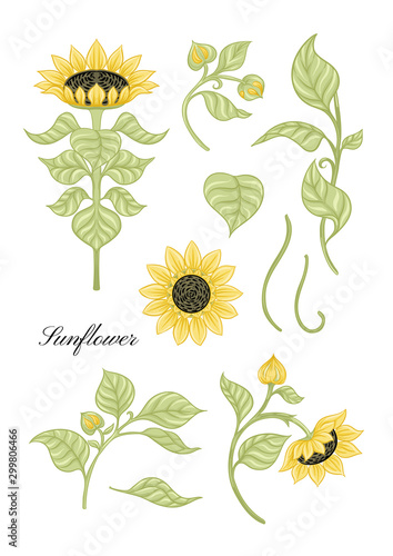 Sunflower. Set of elements for design Colored vector illustration. In art nouveau style, vintage, old, retro style..