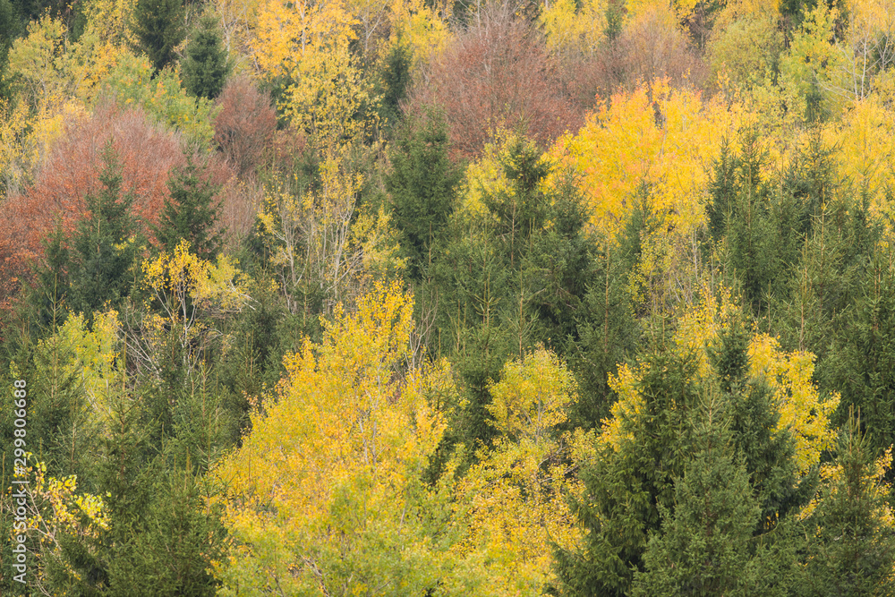 Fototapeta premium Cansiglio