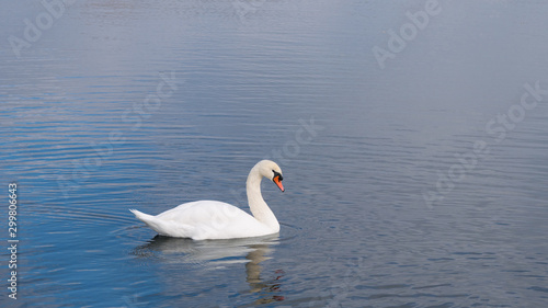 One white Swan swimming on the lake
