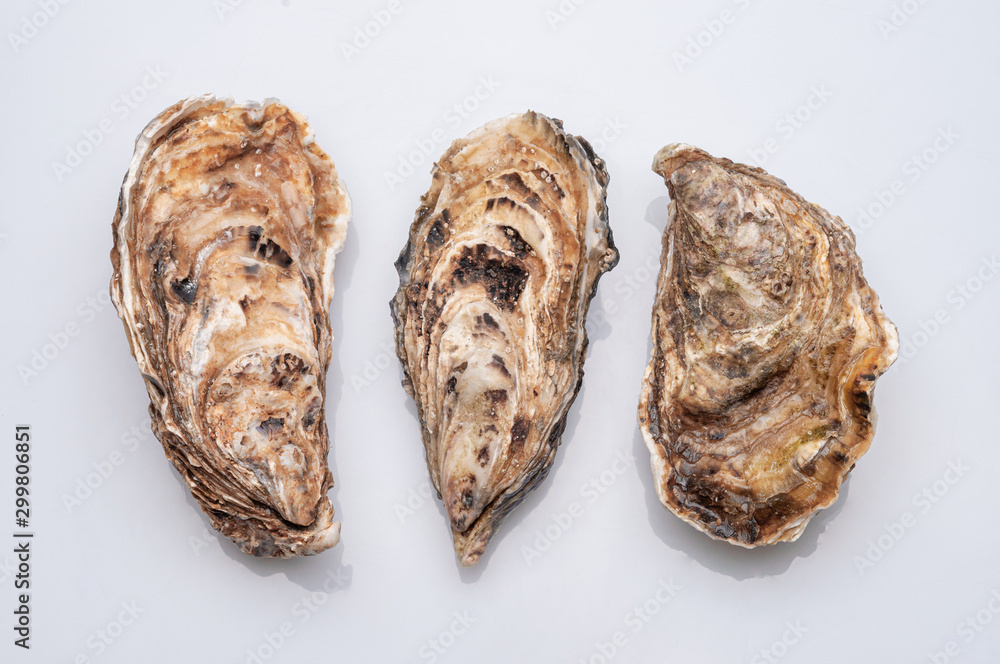 Fresh opened oyster on white background Fresh opened oyster on white background