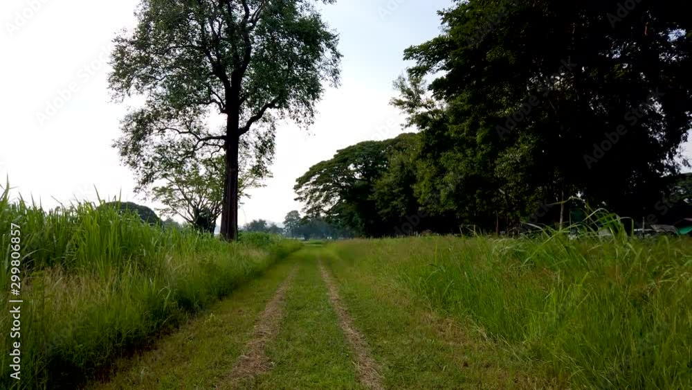 green countryside road consist of full of grass on surface and big threes are close the road green countryside road consist of full of grass on surface and big threes are close the road
