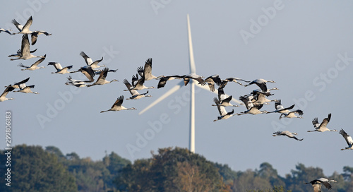 Kraniche (Grus grus) vor einer Windraftanlage - migrating cranes photo