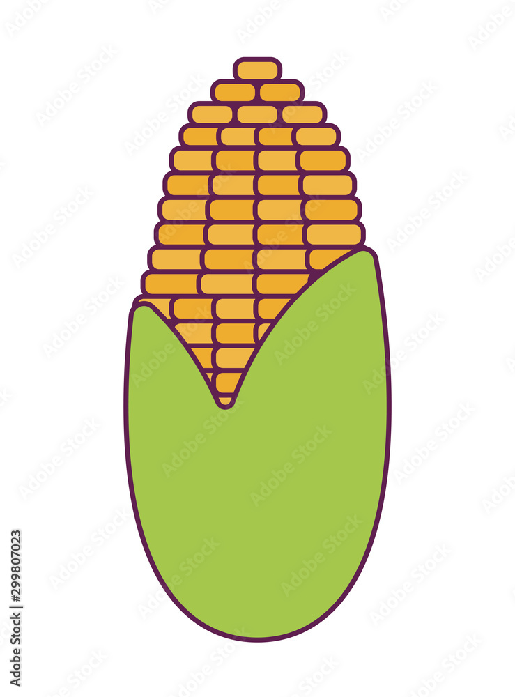 cob corn fresh isolated icon cob corn fresh isolated icon