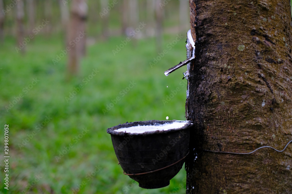 Fresh milky Latex flows into a plastic bowl in from para rubber tree Fresh milky Latex flows into a plastic bowl in from para rubber tree