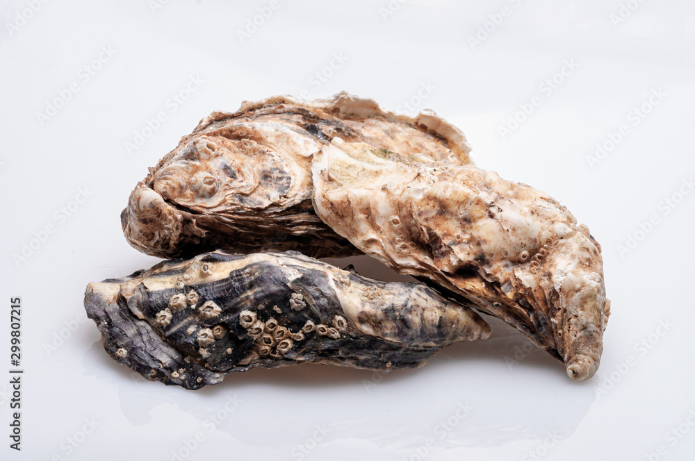Fresh opened oyster on white background Fresh opened oyster on white background