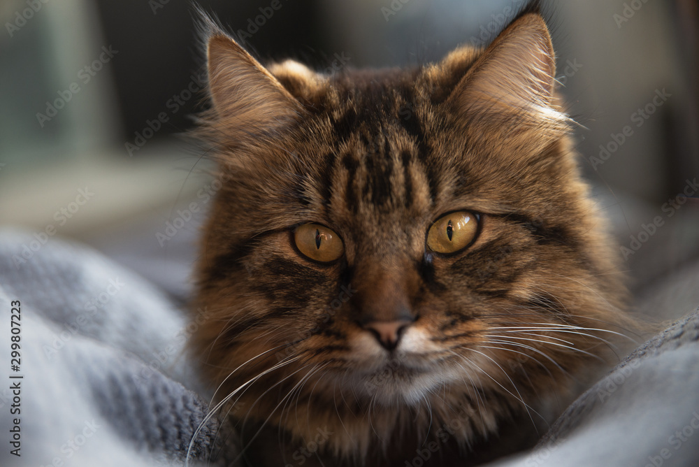 Portrait of domestic black tabby Maine Coon kitten - 3 year old. Cute striped kitty looking at camera. Beautiful young cat make funny face on grey background. Portrait of domestic black tabby Maine Coon kitten - 3 year old. Cute striped kitty looking at camera. Beautiful young cat make funny face on grey background.