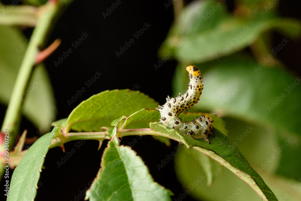 false caterpillar of the rose bush (Arge rosae) false caterpillar of the rose bush (Arge rosae)
