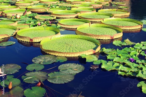 Man made pond with different types of water lillies