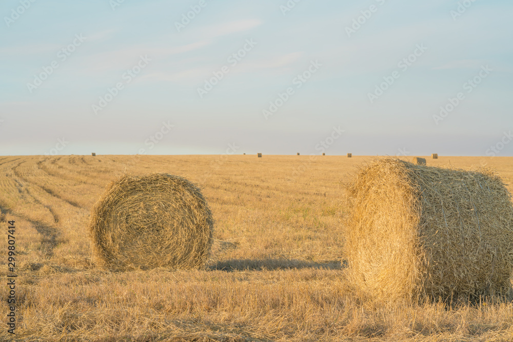 Fodder, forage, haymaking. Hay bales on the field, agriculture. Agriculture, ecology. Harvesting Mowed Grass