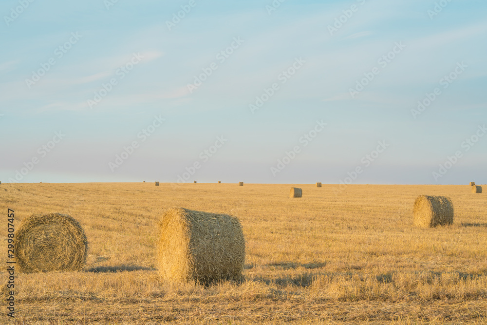 Fodder, forage, haymaking. Hay bales on the field, agriculture. Agriculture, ecology. Harvesting Mowed Grass