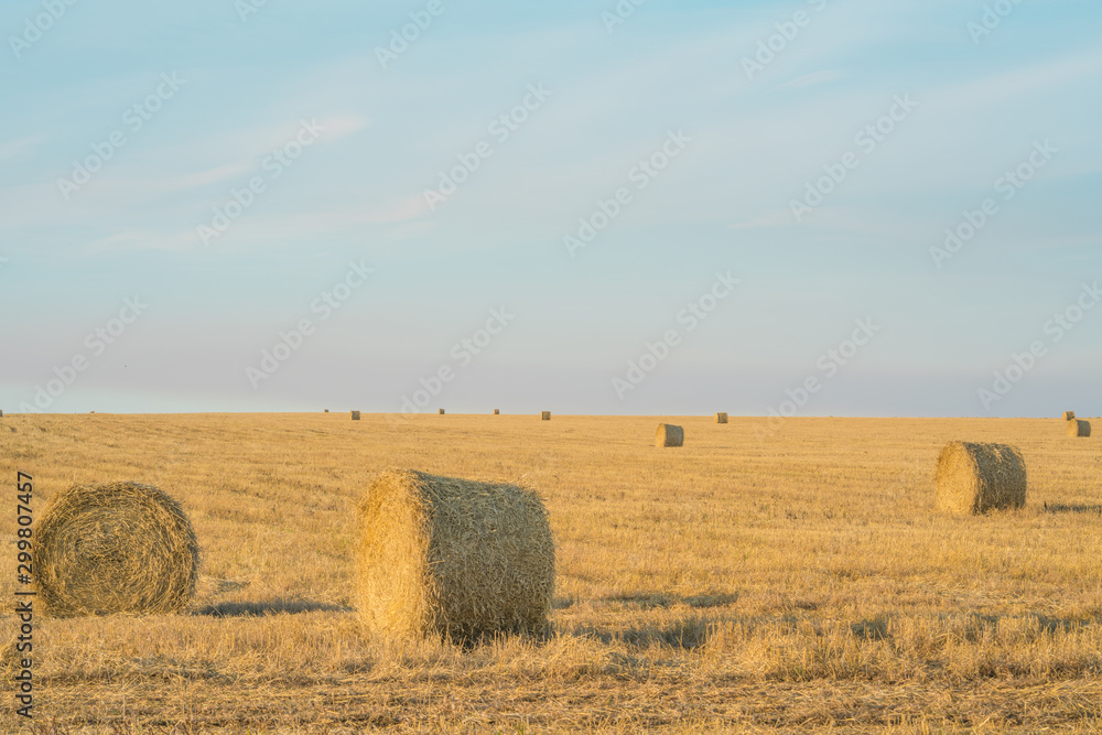 Fototapeta premium Fodder, forage, haymaking. Hay bales on the field, agriculture. Agriculture, ecology. Harvesting Mowed Grass