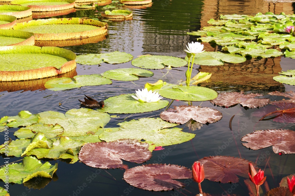 Man made pond with water lilies and white lotus flowers Man made pond with water lilies and white lotus flowers
