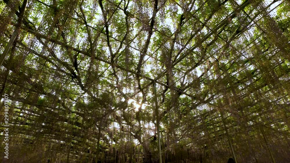 Static Low Angle Shot of Sunshine thru Wisteria Tree in Japan Static Low Angle Shot of Sunshine thru Wisteria Tree in Japan
