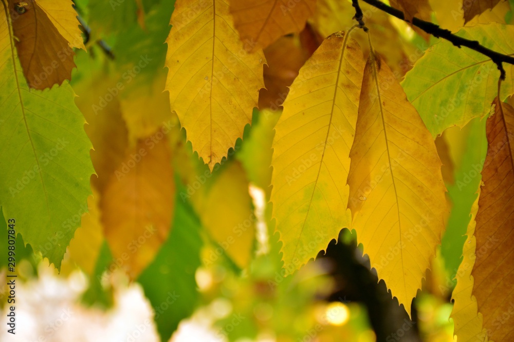 Hojas del castaño con los colores del otoño, todavía en el árbol Hojas del castaño con los colores del otoño, todavía en el árbol