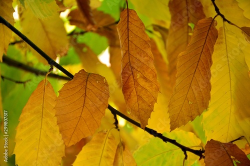 Hojas del castaño con los colores del otoño, todavía en el árbol
