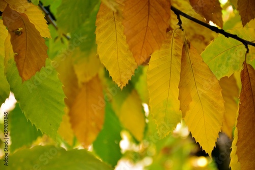 Hojas del castaño con los colores del otoño, todavía en el árbol