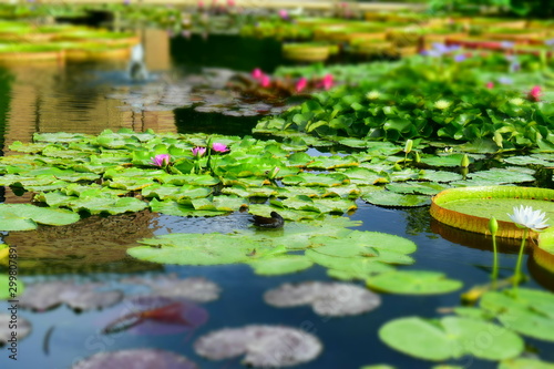 Man made pond with different types of water lillies 