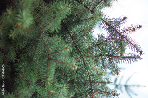 Close up  of pine tree branches. Blurred green tree branches in background © Stcc