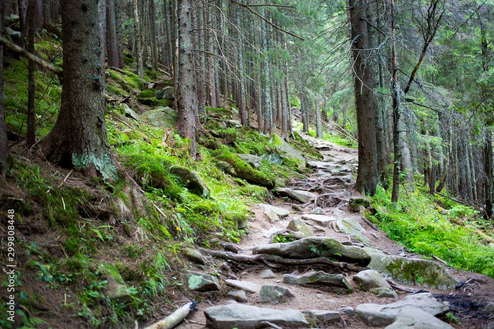 Trees with old massive interlaced crooked roots in forest Trees with old massive interlaced crooked roots in forest