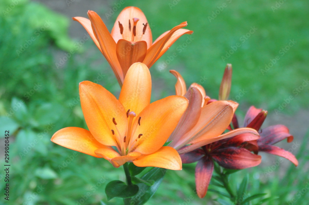 Fototapeta premium Orange Lilies in the Garden