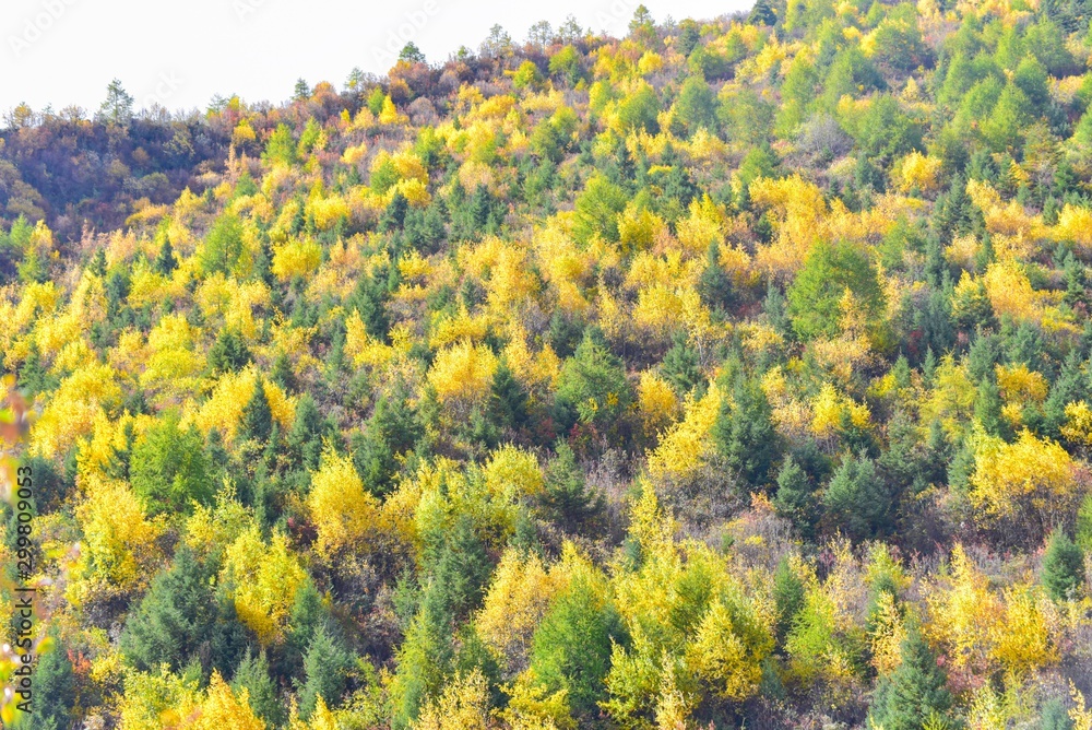 Landscape of Yellow Autumn Trees on Mountain