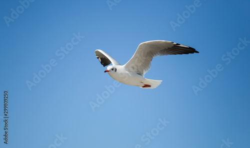 Seagull in sky clouds view.