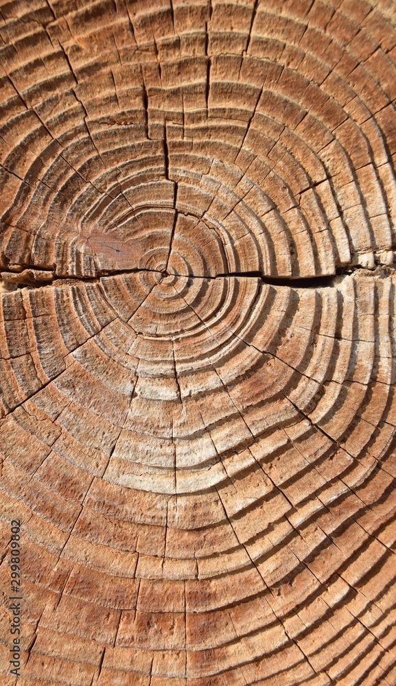 Old tree texture, Natural wood background Old tree texture, Natural wood background