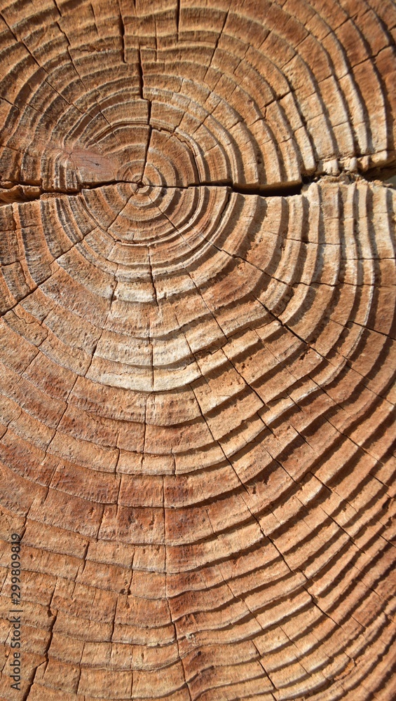 Fototapeta premium Old tree texture, Natural wood background