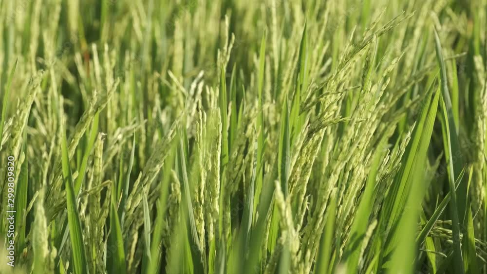 Bright green rice plants in field waving on fresh wind - agriculture, ecology, nature concept close up 4k footage Bright green rice plants in field waving on fresh wind - agriculture, ecology, nature concept close up 4k footage
