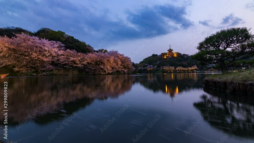 Timelapse Day to Night Shot of Cherry Blossoms by Reflective Pond in Japan Timelapse Day to Night Shot of Cherry Blossoms by Reflective Pond in Japan