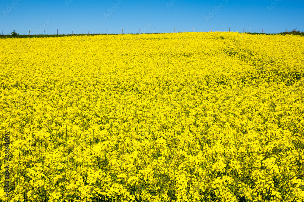 Yellow colza field Yellow colza field