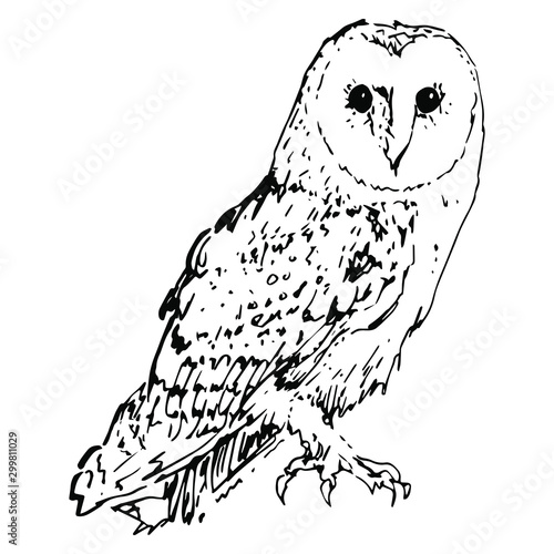 Isolated vector illustration of a barn owl. (Tyto alba). Hand drawn linear ink sketch. Black and white silhouette.