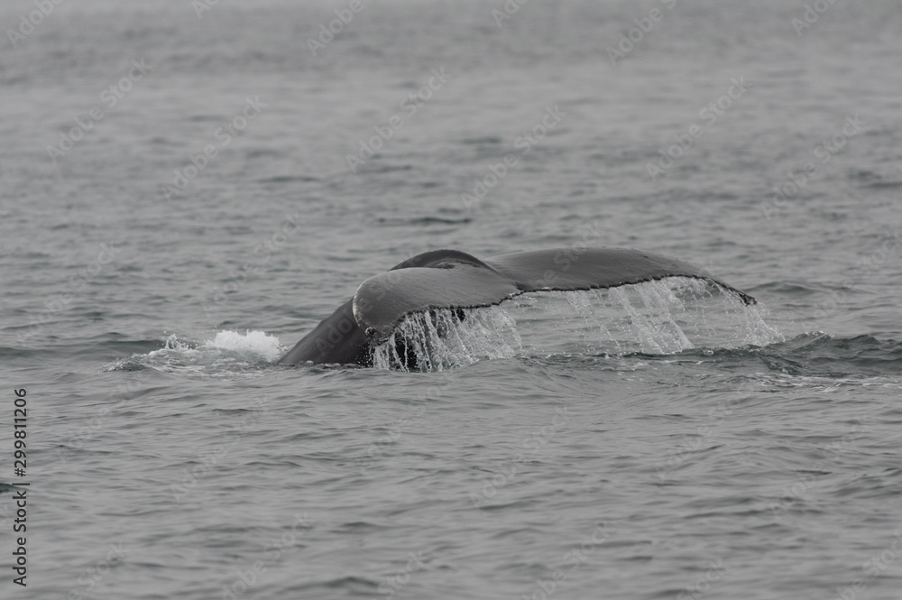Fototapeta premium Humpback whale